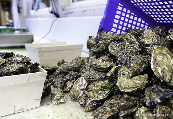 Oysters from Brittany